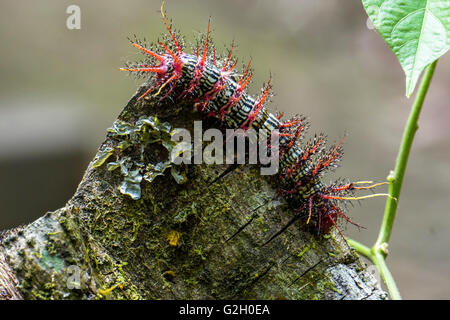 Caterpillar fotografato nella foresta amazzonica, Perù Foto Stock