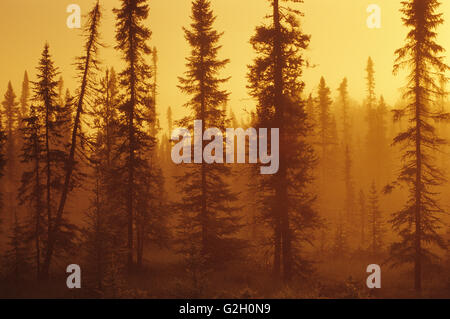 Nero abete rosso (Picea mariana) in abete bog presso sunrise vicino a Upsala Ontario Canada Foto Stock