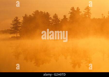 Alberi nella nebbia mattutina Burwash Ontario Canada Foto Stock