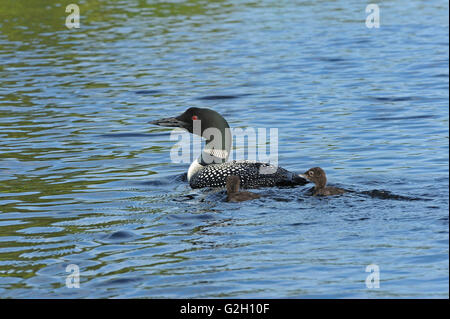 Great Northern o common loon Gavia immer con ceci su CAssels Lago Temagami Ontario Canada Foto Stock