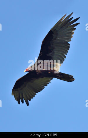 La Turchia avvoltoio in volo - Cathartes aura Sioux Narrows Ontario Canada Foto Stock