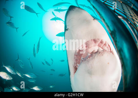 Il grande squalo bianco, Carcharodon carcharias, vista subacquea a Isole Neptune, Sud Australia. Foto Stock