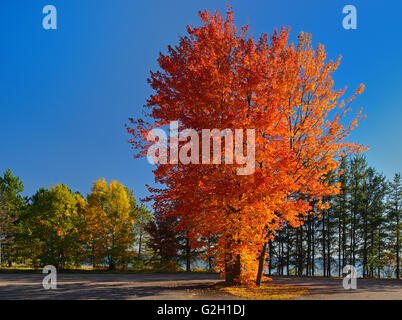 Lo zucchero acero in autunno a colori Baia Batchewana Parco Provinciale Ontario Canada Foto Stock