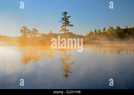 Tree riflessione su nebbia mattutina sul centro lago Kenora Ontario Canada Foto Stock