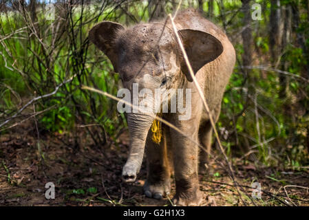 Baby Elephant di Sumatra nelle boccole. Modo Kambas National Park, Sumatra, Indonesia. Foto Stock