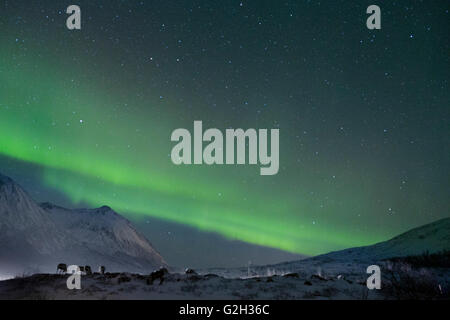 Guardando le luci del nord in Isola Kvaloya, Tromso, Norvegia. Abbiamo avuto un incredibile con il cielo tutto tramite le luci verdi. Foto Stock