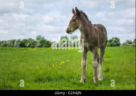 Cob puledro, due settimane, in apra pascolo vicino alla beck su un luminoso giorno di sole in tarda primavera nei pressi di Beverley. Foto Stock