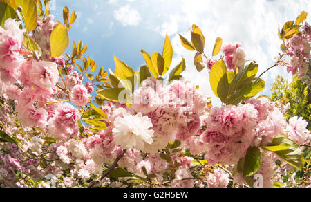 Dettaglio di una massa di ciliegio sbocciare fiori fioriscono fioritura in primavera tempo pesante fiore di raccolta Foto Stock