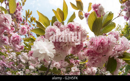 Dettaglio di una massa di ciliegio sbocciare fiori fioriscono fioritura in primavera tempo pesante fiore di raccolta Foto Stock