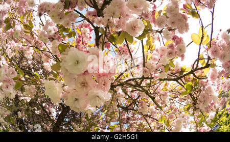 Dettaglio di una massa di ciliegio sbocciare fiori fioriscono fioritura in primavera tempo pesante fiore di raccolta Foto Stock
