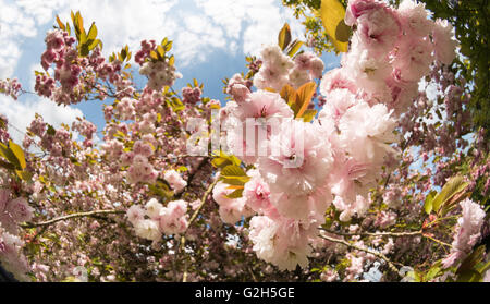 Dettaglio di una massa di ciliegio sbocciare fiori fioriscono fioritura in primavera tempo pesante fiore di raccolta Foto Stock
