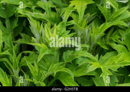 Rilevato pattern di ramificazione di globe thistle Echinops lascia una allergia come i peli più sottili possono provocare eruzioni cutanee sulla pelle Foto Stock