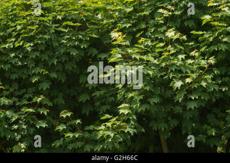 Dettagli di piccole foglie delicate di sicomoro con molti ondeggianti foglie appuntita Foto Stock