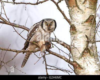 Northern Hawk Gufo in una struttura ad albero con un mouse nella sua artigli Foto Stock