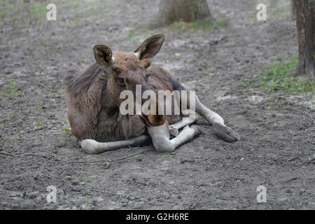 Piccole alci in appoggio giacente a terra Foto Stock