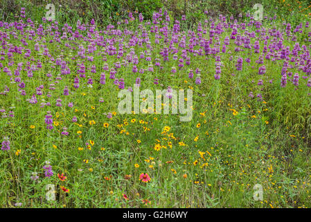 Fiori in piena fioritura in Texas Hill Country. Balcones Canyonlands National Wildlife Refuge, Austin, Texas, Stati Uniti d'America. Foto Stock