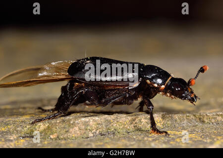 Nero sexton beetle (Nicrophorus humator) con phoretic acari. Coleottero di seppellimento nella famiglia Silphidae Foto Stock