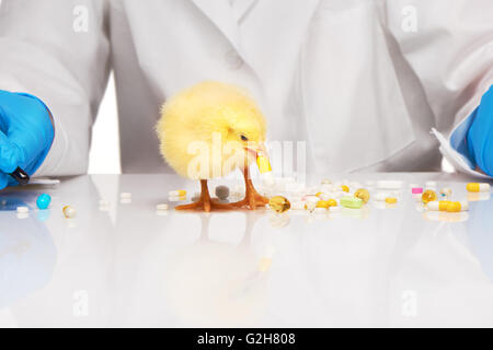 Piccolo giallo di pollo pillola di arrivare al veterinario su sfondo bianco Foto Stock