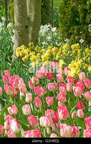 Gander's Rhapsody tulipani e Yellow Daffodils dal tronco di albero a Roozengaarde in Mount Vernon, Washington, Stati Uniti d'America Foto Stock