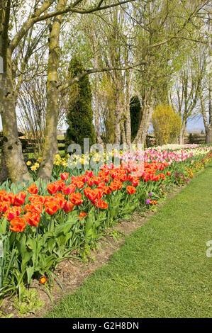 Tulipani e narcisi nei dintorni di tronchi di alberi a Roozengaarde in Mount Vernon, WA Foto Stock