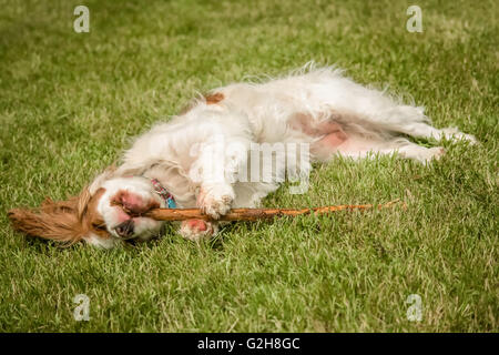 Mandy, un adulto Cavalier King Charles Spaniel, giacente con capovolto testa, nell'erba a masticare con soddisfazione su un bastone Foto Stock