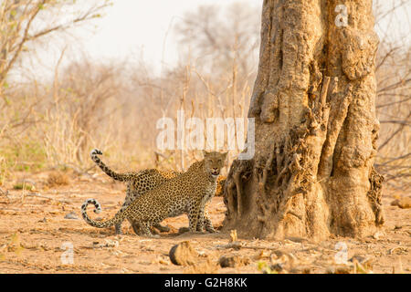 Due Leopardi la caccia al mattino nel Parco Nazionale Chobe, Botswana, Africa Foto Stock