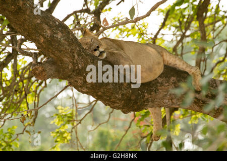 Leone femmina in appoggio nella struttura ad albero nel Parco Nazionale del Lower Zambesi, Zambia, Africa Foto Stock