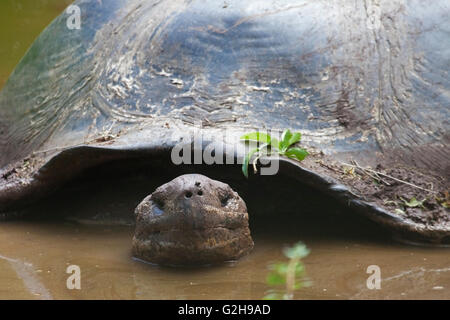 Galapagos Tartoise Gigante (Chelonoidis nigra), la più grande specie vivente di tartaruga, che si inghiottono in un bagno fangoso Foto Stock