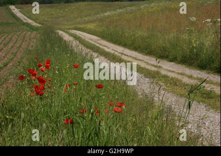 SONY DSC, Papaveri e fiori selvatici in campagna svizzera. Foto Stock