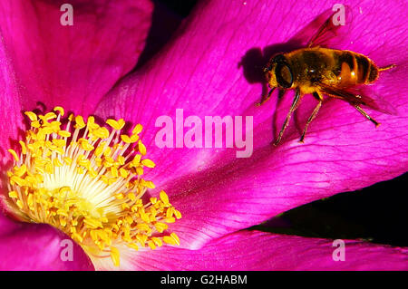 Il miele delle api su una Pink Camellia con luminosi stami gialli Foto Stock