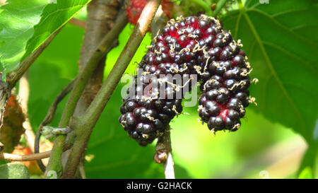 Mature e dolci cresciuti organicamente gelsi su una pianta in un giardino in Indian tropici. Foto Stock