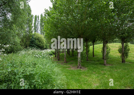 Harmondsworth, UK. Il 30 maggio 2016. Molte aree verdi intorno a Harmondsworth village scomparirebbe dovrebbe piani per un terzo aeroporto di Heathrow pista essere approvato. Credito: Mark Kerrison/Alamy Live News Foto Stock