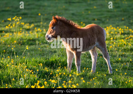 Southport, Merseyside Regno Unito : 31 Maggio, 2016. Questo gangly nuovo nato giovani crema palomino pony Shetland, che alla nascita pesano meno di un nuovo nato uomo bambino. è in fase di preriscaldamento al sole del mattino ed è appena un po' più alti di quelli della renoncules nel suo prato. Questa splendida miniatura, denominato biscotto sorge a soli 17 centimetri di altezza saranno offerti in vendita dopo lo svezzamento. Sebbene la minuscola Razza è ardito e resiliente e forte per le loro dimensioni. Foto Stock