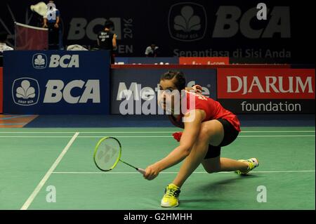 Jakarta, Indonesia. 31 Maggio, 2016. Carolina Marin di Spagna restituisce il volano durante le donne singoli match di qualificazione contro Desi Hera dell Indonesia in Indonesia Open badminton nel torneo di Jakarta, Indonesia, 31 maggio 2016. Carolina Marin ha vinto 2-0. Credito: Agung Kuncahya B./Xinhua/Alamy Live News Foto Stock