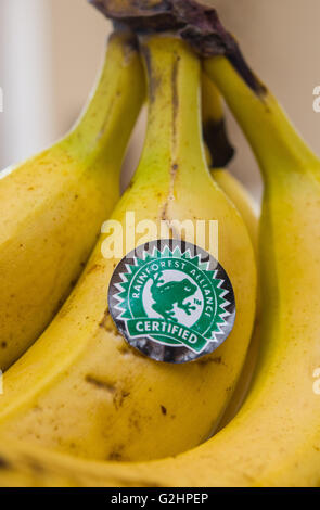 Sieversdorf, Germania. Il 30 maggio 2016. Un adesivo dell'organizzazione ambientale Rainforest Alliance è posto su una banana in Sieversdorf, Germania, 30 maggio 2016. Foto: PATRICK PLEUL/DPA/Alamy Live News Foto Stock