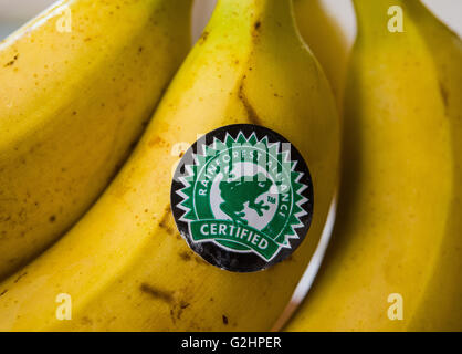 Sieversdorf, Germania. Il 30 maggio 2016. Un adesivo dell'organizzazione ambientale Rainforest Alliance è posto su una banana in Sieversdorf, Germania, 30 maggio 2016. Foto: PATRICK PLEUL/DPA/Alamy Live News Foto Stock
