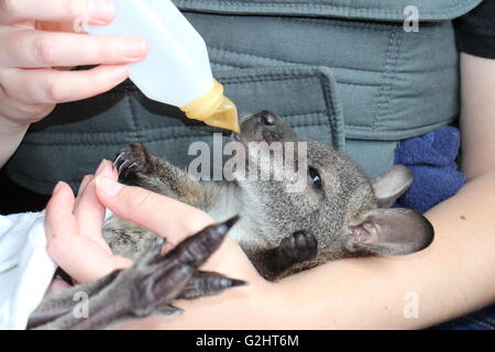 Medebach, Germania. 23 Maggio, 2016. Heike svasso tenendo in mano il suo bambino foster 'Mary' in Medebach, Germania, 23 maggio 2016. Dopo che la madre di cinque mesi wallaby era morto poche settimane fa, il 30-anno-vecchio si prende cura del bambino. Foto: JOERG TARON/dpa/Alamy Live News Foto Stock