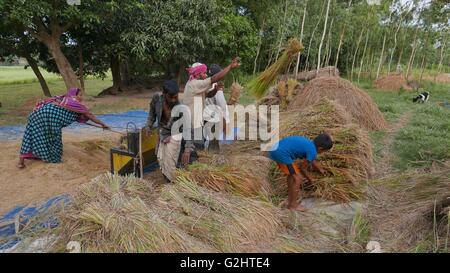 Manikganj, Hijulia, Bangladesh. 28 Maggio, 2016. Giugno, 01, 2016 Dacca in Bangladesh -- un gruppo di agricoltori del Bangladesh processi paddy presso il villaggio di Hijulia, Manikgonj, Bangladesh periferia di Dhaka il 28 maggio, 2016. Il governo del Bangladesh fissato i prezzi a Tk 23 e Tk 32 per chilogrammo di risone e di riso rispettivamente, mentre il tasso di per kg di frumento tenero è fissata a Tk 20. Una pluralità di Bangladeshis guadagnarsi da vivere di agricoltura. Sebbene il riso e iuta sono le colture primarie, grano sta assumendo sempre maggiore importanza. Foto: Monirul Alam © Monirul Alam/ZUMA filo/Alamy Live News Foto Stock