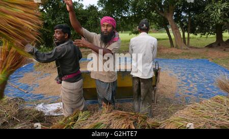 Manikganj, Hijulia, Bangladesh. 28 Maggio, 2016. Giugno, 01, 2016 Dacca in Bangladesh -- un gruppo di agricoltori del Bangladesh processi paddy presso il villaggio di Hijulia, Manikgonj, Bangladesh periferia di Dhaka il 28 maggio, 2016. Il governo del Bangladesh fissato i prezzi a Tk 23 e Tk 32 per chilogrammo di risone e di riso rispettivamente, mentre il tasso di per kg di frumento tenero è fissata a Tk 20. Una pluralità di Bangladeshis guadagnarsi da vivere di agricoltura. Sebbene il riso e iuta sono le colture primarie, grano sta assumendo sempre maggiore importanza. Foto: Monirul Alam © Monirul Alam/ZUMA filo/Alamy Live News Foto Stock