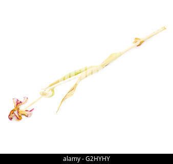 Rosa secca tulip flower su sfondo bianco Foto Stock