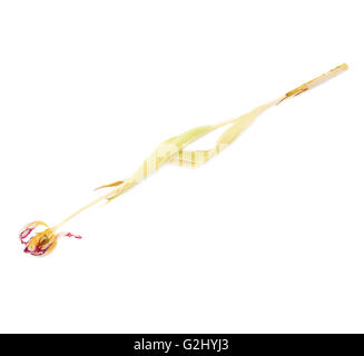 Rosa secca tulip flower su sfondo bianco Foto Stock