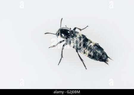 Hairy rove beetle, Creophilus maxillosus; nativo per USA orientale; intaglio con sfondo bianco Foto Stock