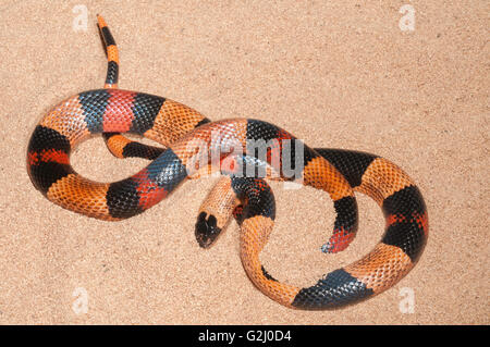 Latte Pueblan snake, Lampropeltis triangulum campbelli, fase arancione; nativo per il Messico Foto Stock