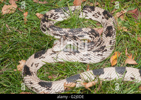 Pino settentrionale snake, Pituophis melanoleucus melanoleucus; nativo a SE USA Foto Stock