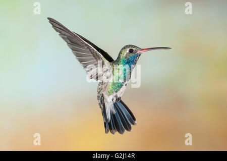 Ampia fatturati Hummingbird, Cynanthus latirostris, Green Valley, Arizona, Stati Uniti d'America Foto Stock