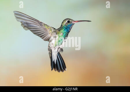 Ampia fatturati Hummingbird, Cynanthus latirostris, Green Valley, Arizona, Stati Uniti d'America Foto Stock