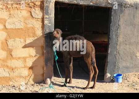 Baby cammello o vitello piedi legati fino al suo recinto in Marocco Foto Stock