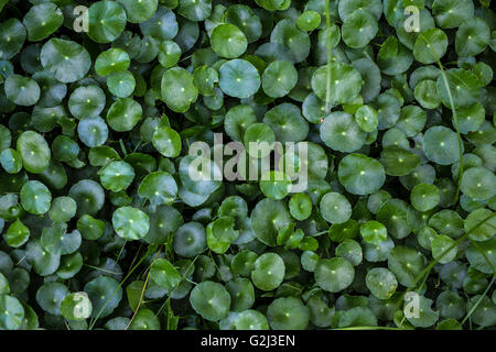 Foglie verdi, piante, alberi per lo sfondo, natura textured dalla foresta pluviale tropicale con toni di colore e messa a fuoco selettiva Foto Stock