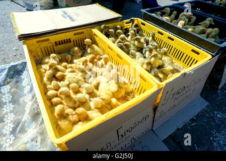 I giovani giallo broiler pulcini per la vendita su un mercato locale in Russia Foto Stock