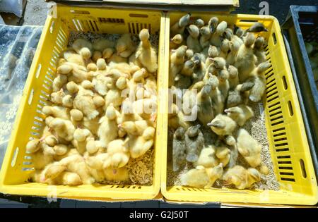 I giovani giallo broiler pulcini per la vendita su un mercato locale in Russia Foto Stock